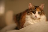 Calico Cat Lounging on Bed