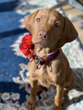 Red Bow Beauty