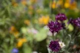 A Riotous Burst of Purple Blooms