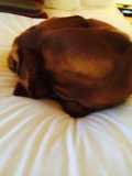 Cozy Canine on Santa Fe Bed