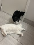 Feline Frolics