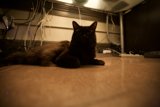 Cozy Cat on Hardwood Floor