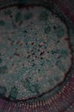 Cellular Turquoise Pattern