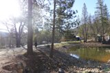 Tranquil Pond in the Woodland