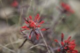 Vibrant Red Geranium Flower