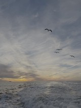 Seagulls Soaring Over Churning Ocean Waves