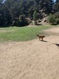 Running Free in the Woodland Grove
