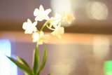 Orchid Beauty