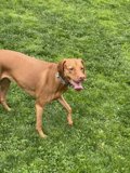 Majestic Vizsla at Veterans Memorial Park