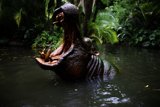 The Majestic Hippopotamus Encounter