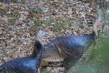 Autumn Stroll with the Wild Turkeys