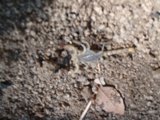 Leafy Scorpion