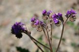 Purple Geraniums in the Field