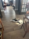 The Relaxed Feline in the Hardwood Living Room
