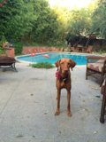 Canine Paradise