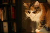 Purrched on the Shelf