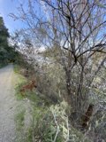 Wanderlust Dog in Carmel Valley