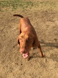 Brown Hound on a Dirt Field