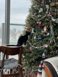 Feline Festivities