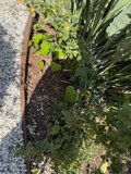 Verdant Serenity
