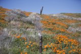 Serene Fence