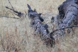 Resting Giant in the Grassland
