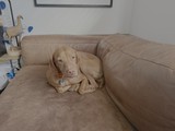 Golden Dog Relaxing on Beige Sofa