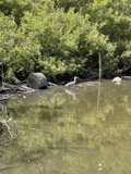 Turtle by the River