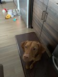 Kitchen Canine