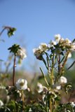 Blossoming Geraniums in a Field