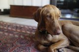 Resting on Hardwood