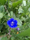 Blue Beauty Amidst the Greenery
