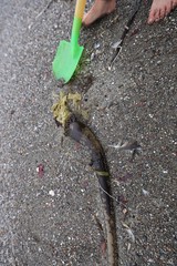 Child Explores Beached Kelp with Toy Shovel