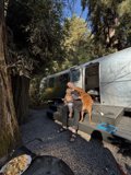 Serenity in the Redwoods