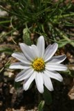 White Daisy in Bloom