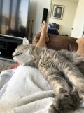 Cozy Afternoon with a Feline Friend