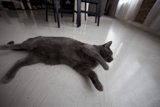 Lazy Afternoon on the Hardwood Floor