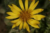 Golden Bloom