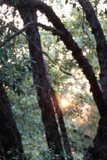 Bear in the Sunlight