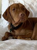 Canine Comfort