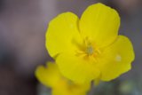 Sunny Geranium Bloom