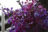 A Vibrant Bunch