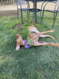 Lazy Afternoon on the Grass