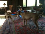 Man and Two Dogs in a Cozy Living Room