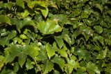 Verdant Ivy