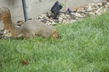 Fox Squirrel Foraging in Suburban Backyard Grass