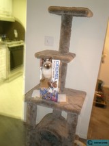 Feline Fun in the Closet
