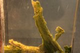 Mossy Wood