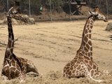 Gentle Giants of the Savanna