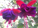Radiant Fuchsia Flowers